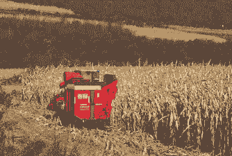 洛阳新安县玉米种植面积