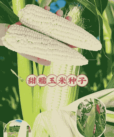 黏糯甜玉米种植条件是什么
