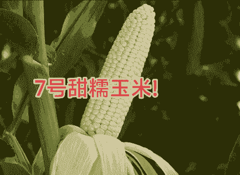 七号玉米种植新方法