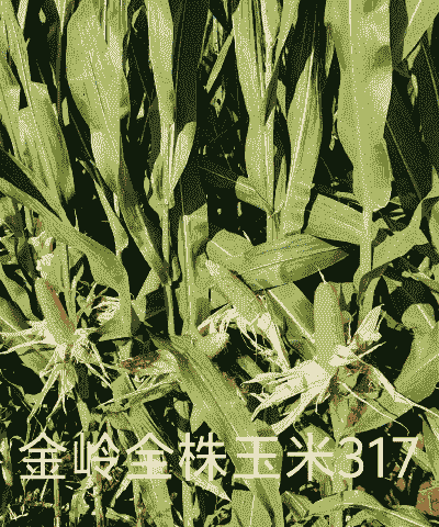 青储玉米种植时长多少天