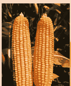 河南省种植啥玉米种好