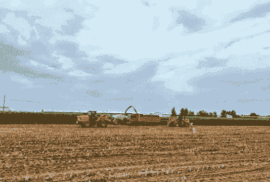 榆阳玉米种植前景怎么样