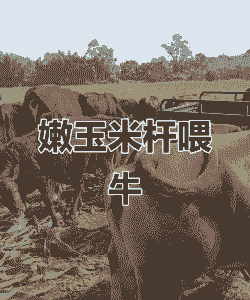 玉米种植和牛在哪里种好