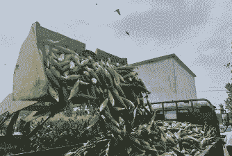 灵璧县玉米种植基地在哪里