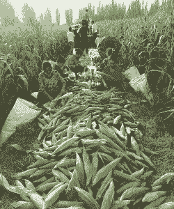 新疆鲜食玉米种植情况怎么样