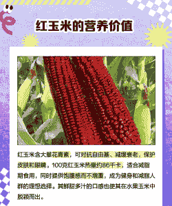 黄枫红玉米种植条件和时间