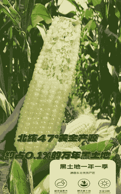 东北甜糯玉米种植成本高吗