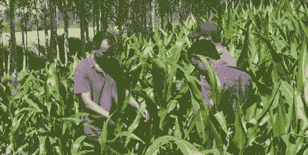 玉米种多深标准种植合适