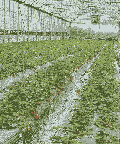 哪里有草莓玉米种植园呢