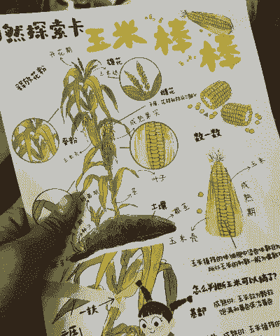 玉米种子不倒翁怎么种植