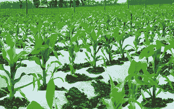 重庆玉米种植地在哪里找