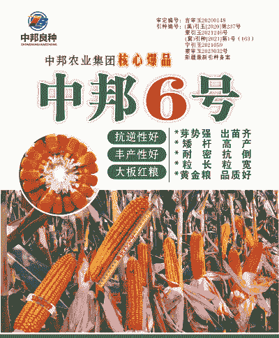 种植大户选哪种玉米种子