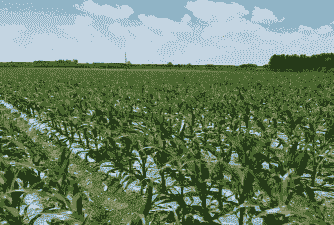 东北粘糯玉米种植地点在哪