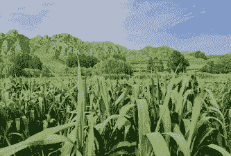 灵丘玉米种植哪里多一些