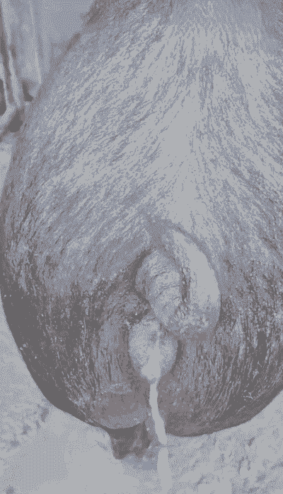 母猪产后三天不拉