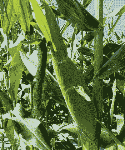 甜玉米种植哪里好卖一些