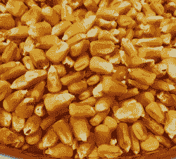 适合山区种植的玉米种子