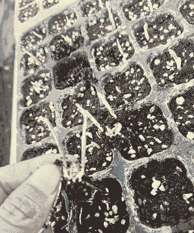 双胞胎玉米种子种植方法