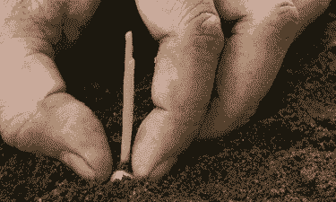 玉米种子晒了多久能种植