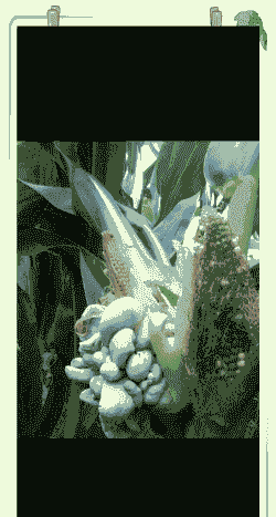 种植完玉米种啥好吃些呢