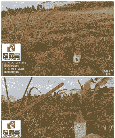 草甘磷玉米种植方法和技术