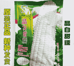 晶糯玉米种子怎么种植方法