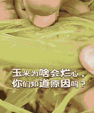 玉米种植后烂种怎么办