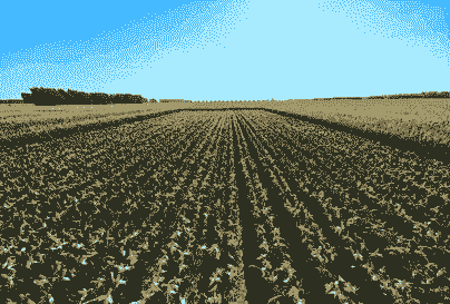 吉林玉米种植地点在哪儿