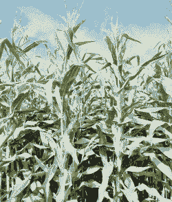 黑龙江省玉米种植品种