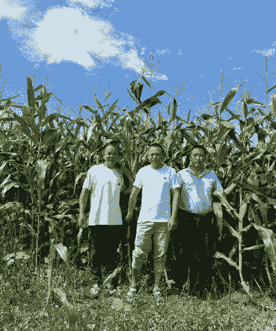 东屏镇玉米种植户是谁家