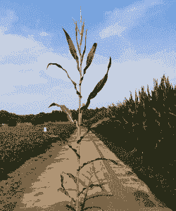 大庆市种啥玉米种植好