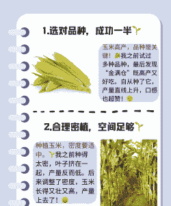 怎样买甜玉米种子好种植