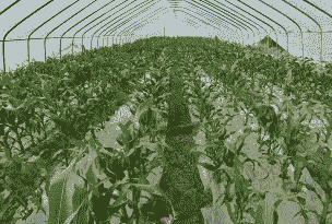 如何种植大棚玉米种子呢