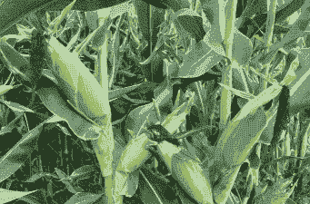 适合四川种植的玉米种