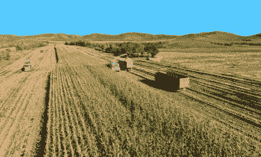 张家口适合啥玉米种植呢