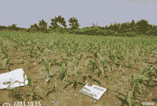 徐闻县超甜玉米种植面积