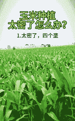 玉米种植的太密怎么办