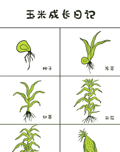 种植周期短的玉米种子