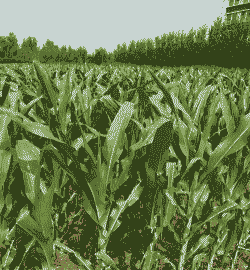 跃兴玉米种植园在哪里