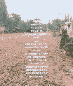 玉米种植一亩有多少颗