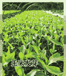 玉米种植多远一棵好养殖