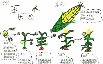 玉米种植技术知识全过程