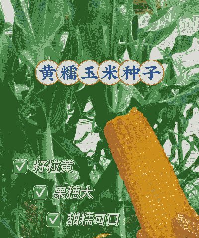 小黄玉米种籽怎么种植的