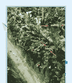 哪里有草莓玉米种植园买