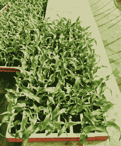 哪种玉米种植苗最好吃呢