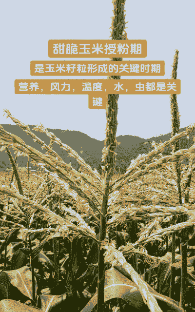 甜脆鲜食玉米种植周期多少天