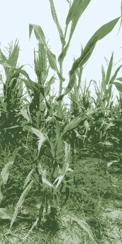 玉米种植一株留几个棒子