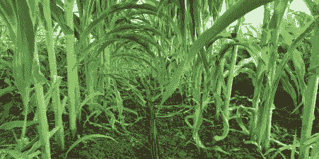 适宜四川种植的玉米种