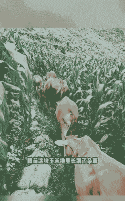 玉米种植和牛在哪里种的