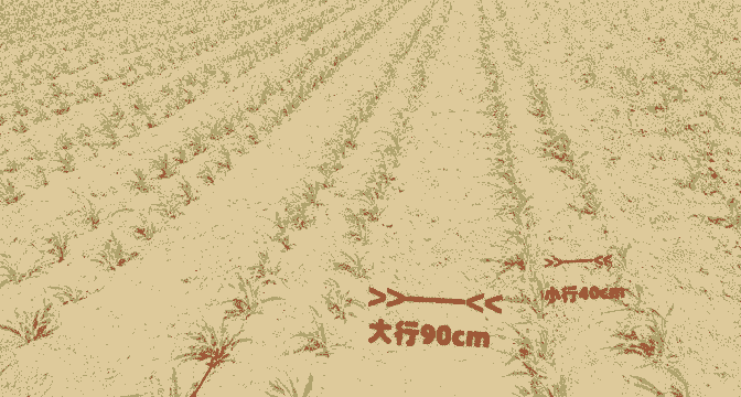 玉米种植行距是大是小的